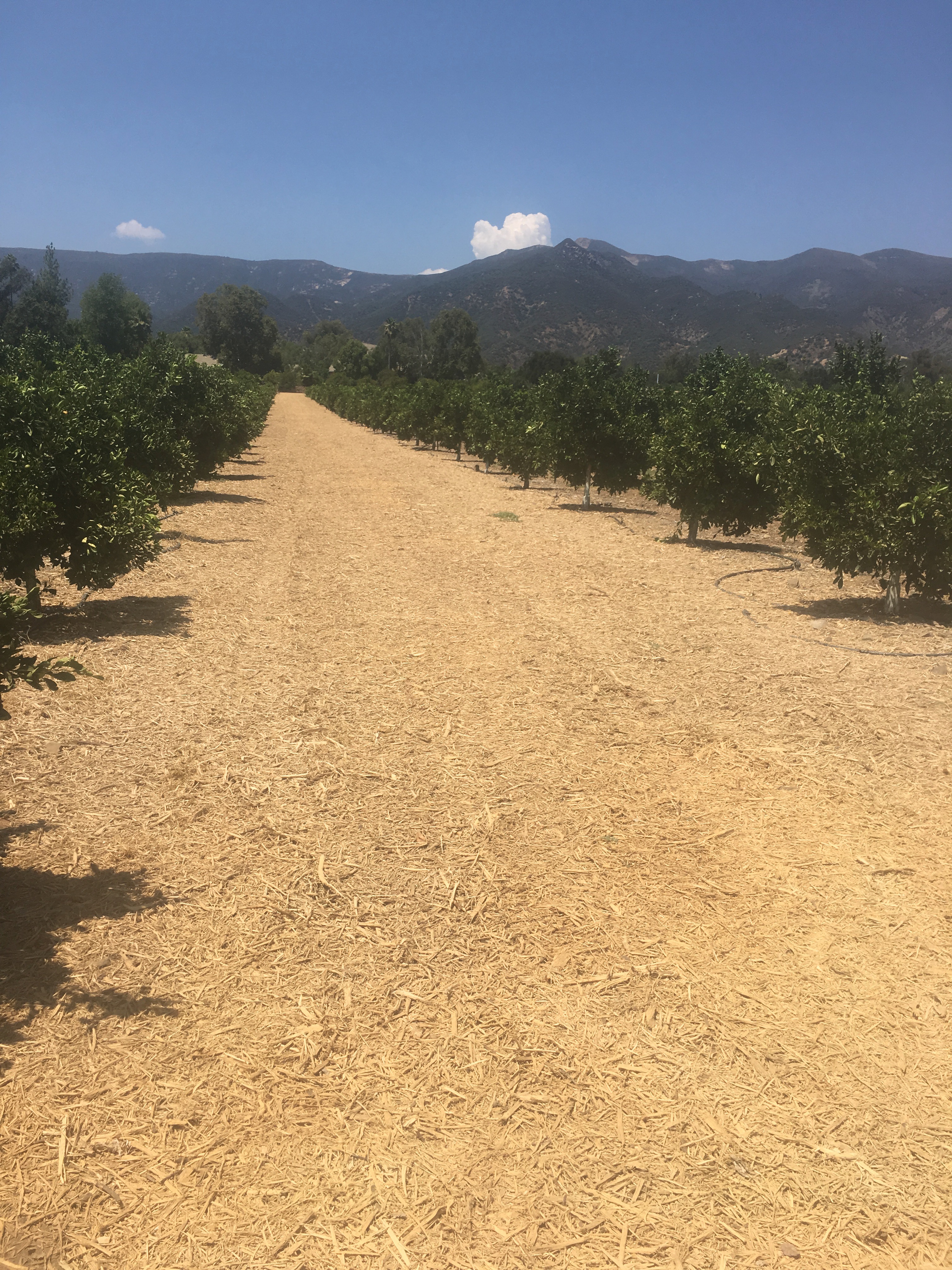 spreading wood chips