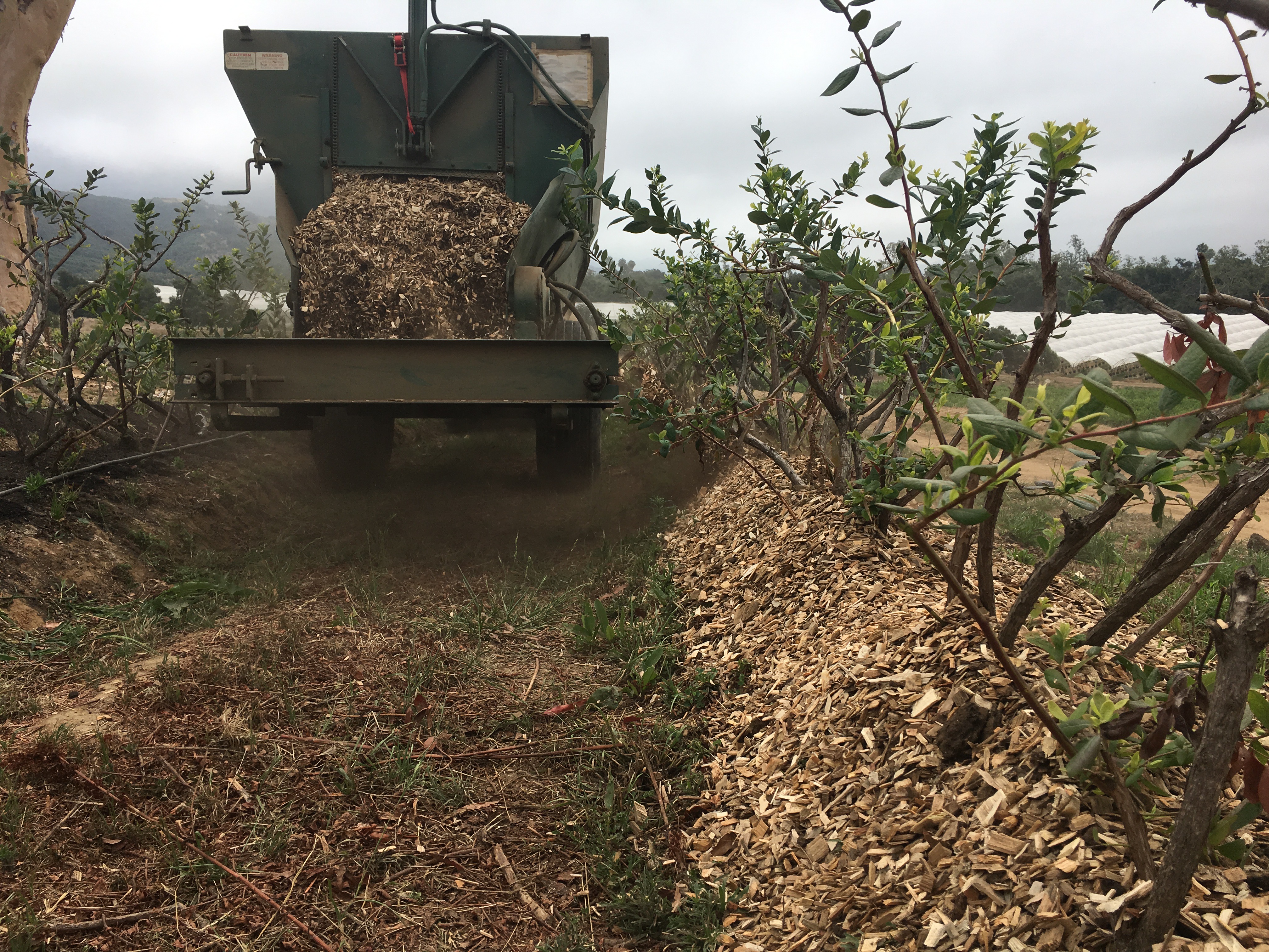 spreading wood chips blueberries