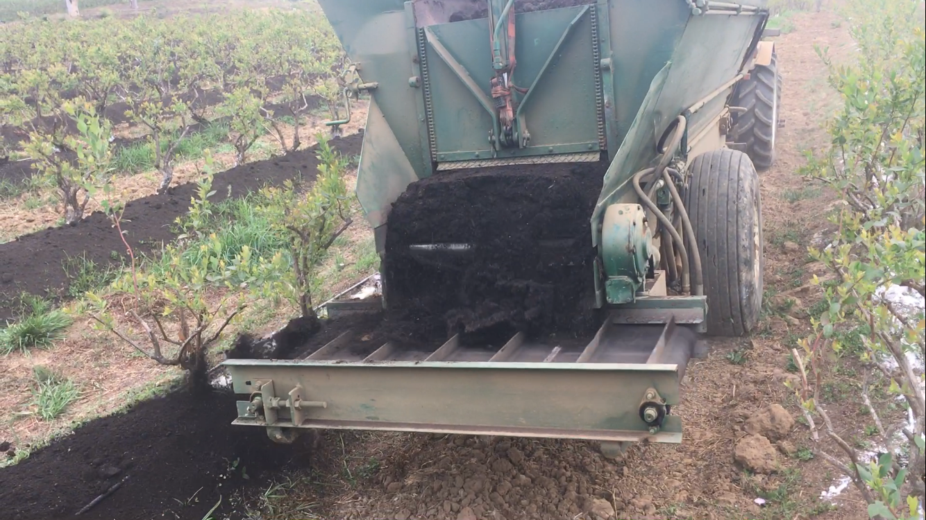 spreading compost blueberries
